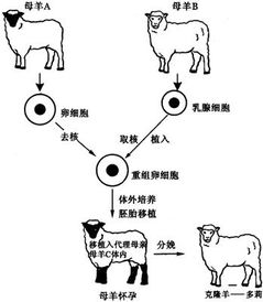 克隆技術(shù)的發(fā)展與挑戰(zhàn) 從植物到動(dòng)物的復(fù)雜之旅